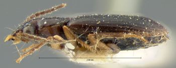 Media type: image;   Entomology 5942 Aspect: habitus lateral view